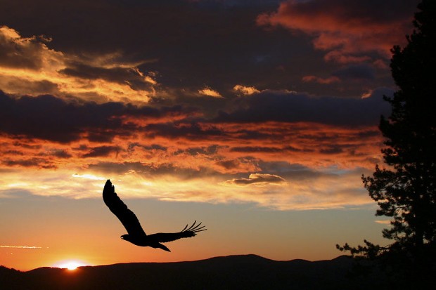 eagle-at-sunset-shane-bechler